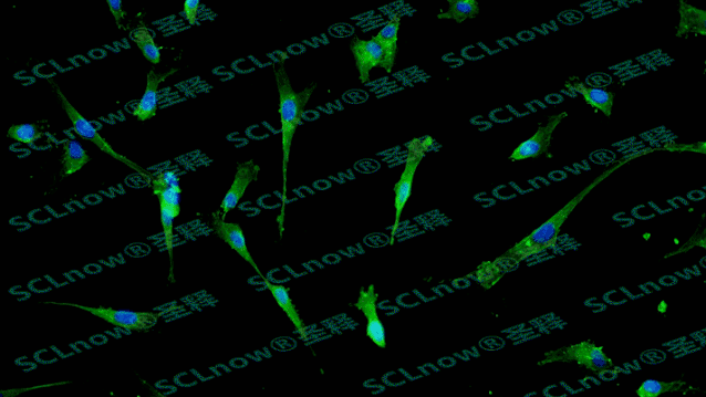 SCLnow<sup>®</sup>圣释<sup>®</sup>——敬畏生命，笃信科学